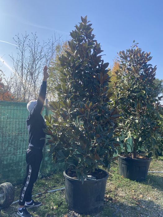 Magnolie tufă și copac