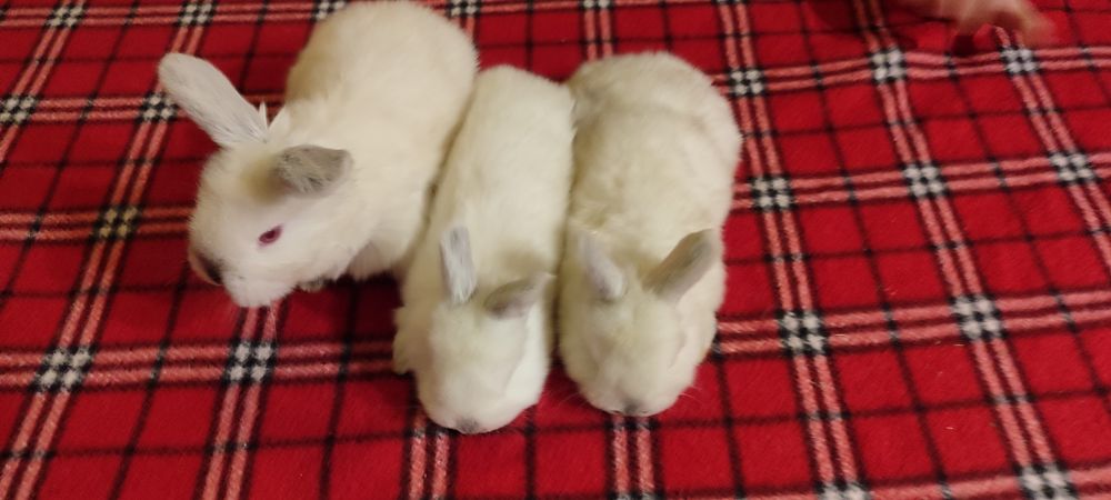 Крольчата беленькие