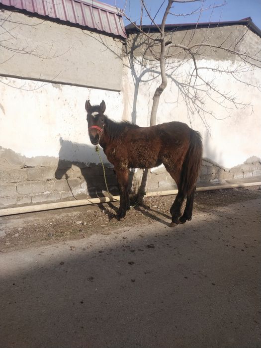 Тойлар сотиладии