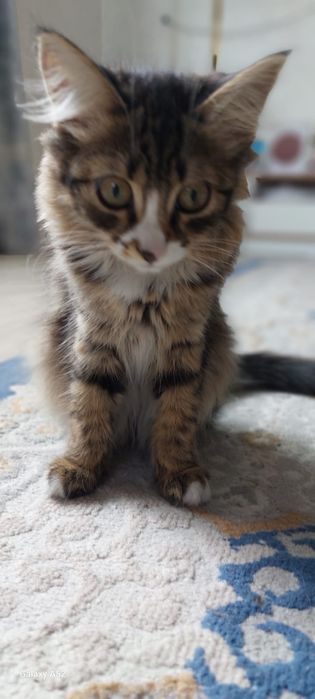 Отдам котят в добрые руки