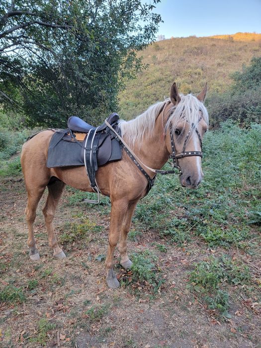 Спартак жеребчик ,4 года продаётся