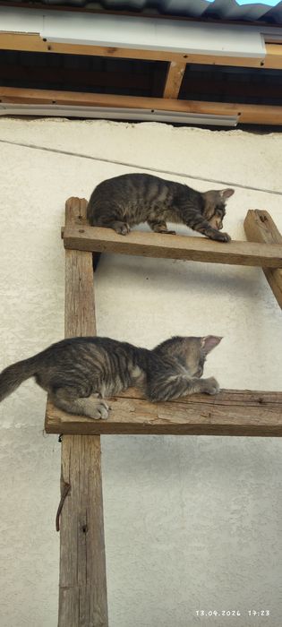 Mushuk bolasi  hadyaga