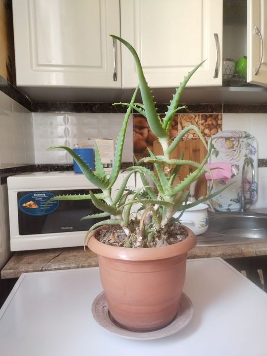 Продам комнатные цветы