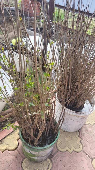 Живая изгородь Бирючина