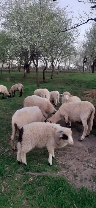 Vând 6 oi la a2 fatare