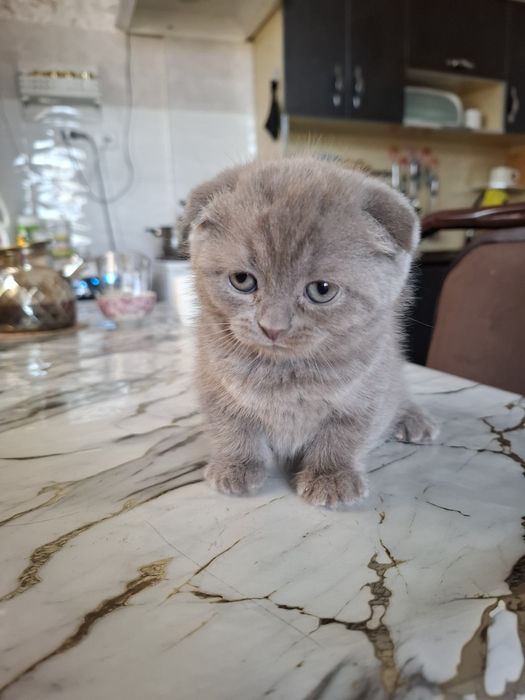 Британская светло-серая кошка девочка