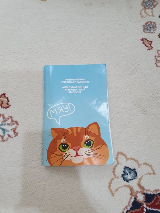 Шотланд мысығы,Өзі сүйкімді де Ақылдыды