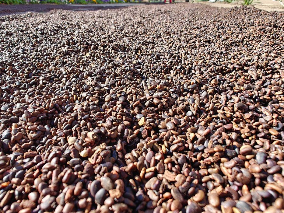 Seminte salcam pentru puieti (rating excelent)