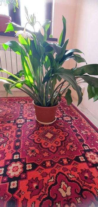 Продам цветок домашний  Эухарис