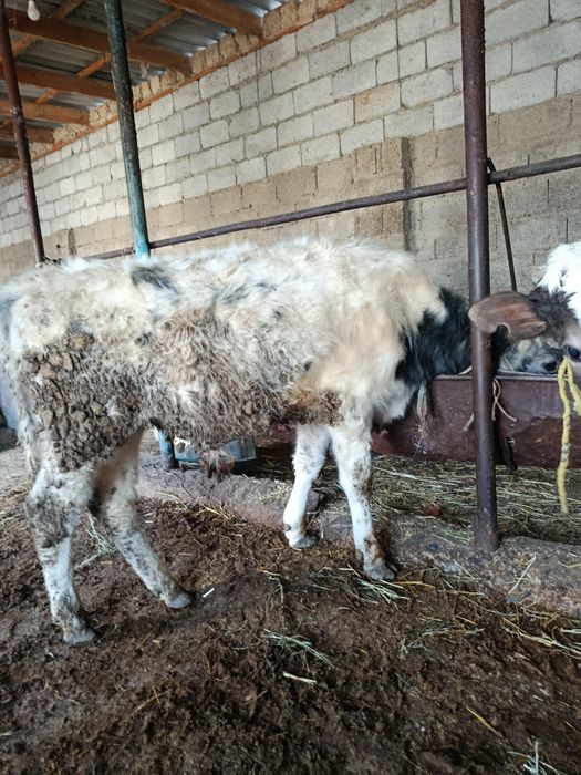 Буқалар сатылады