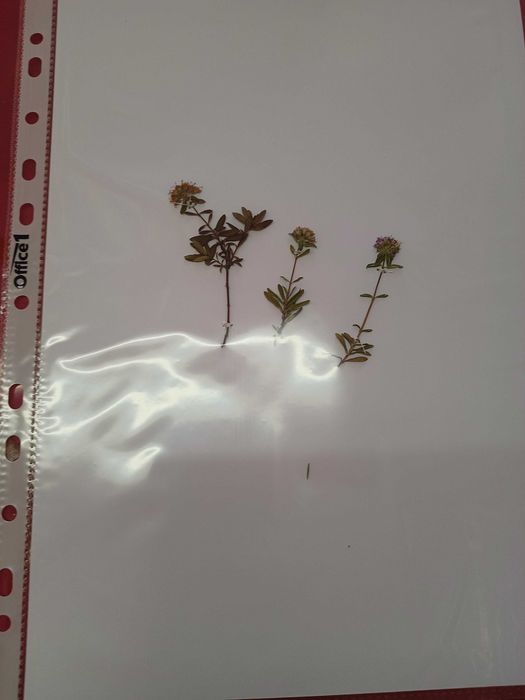 Хербарий ( за ученици и студенти)