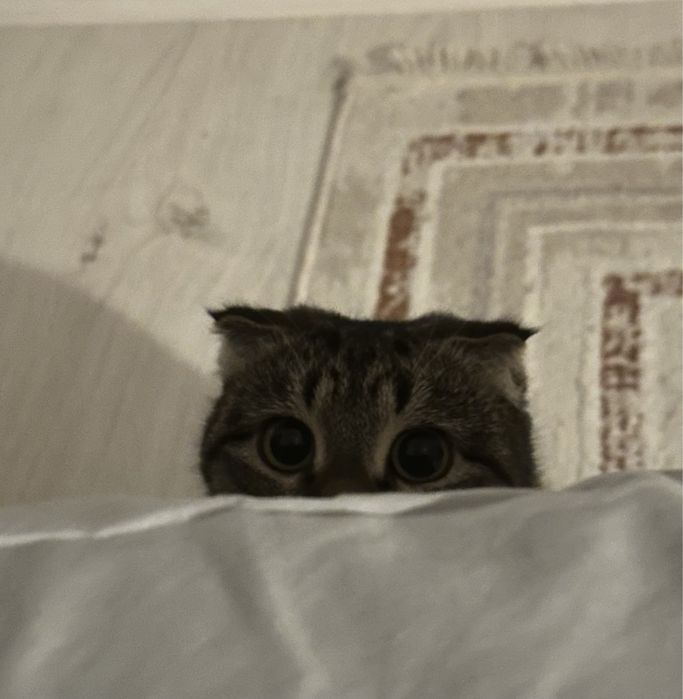 Вязка еркек мысық қажет