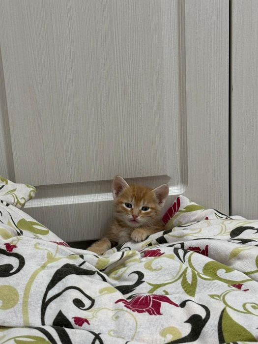 Кошки бесплатно мысық тегін