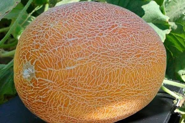 Продам дыня лада