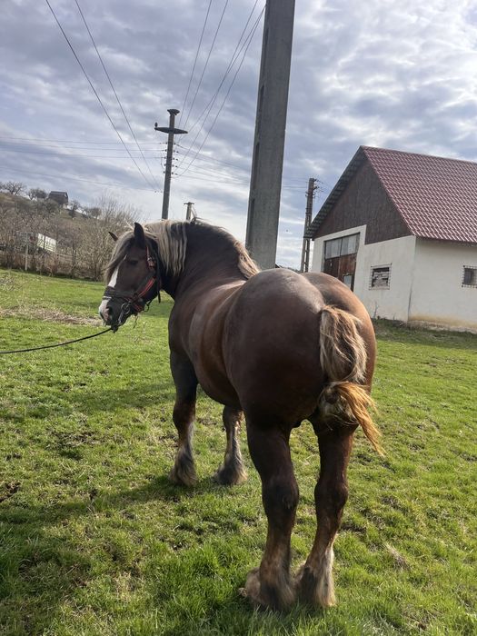 Vand armasar ciocolatiu