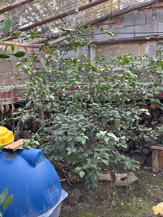 Деревья лимона 9 летние