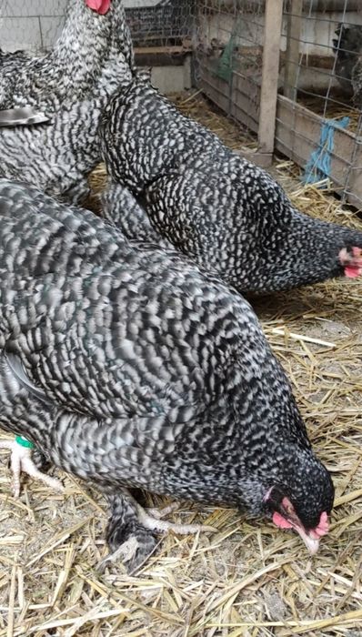 Ouă incubație Coucou de Malines