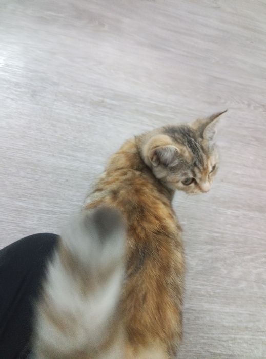 Отдам кошечку в добрые руки