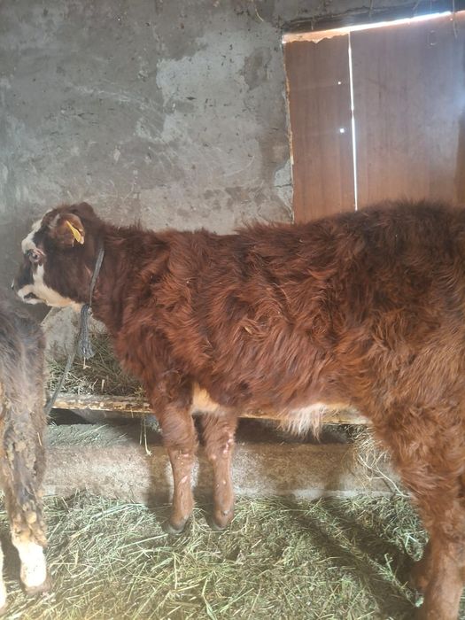 Продается  бычок и телка хорошие