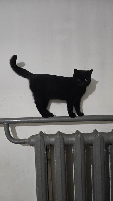 Отдам только в хорошие руки, две девочки