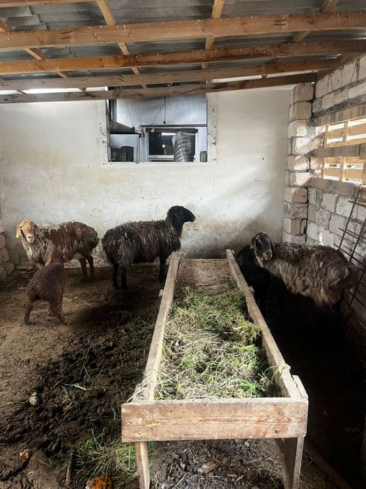 2 қозылы 1 буаз қой