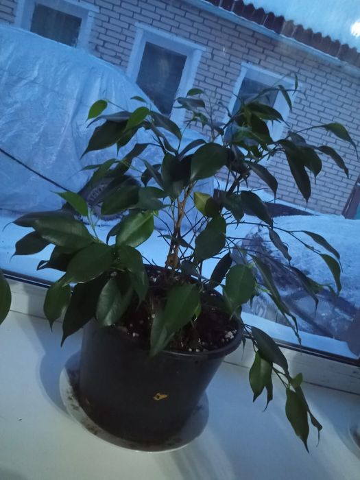 Фикус Бенджамина