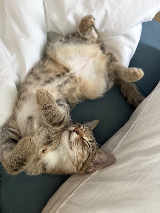 Котенок ждет своего дома