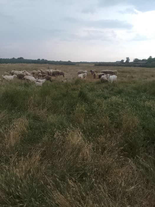 Vând oi și capre