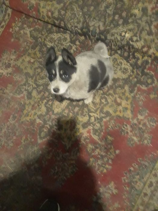 собака лайка