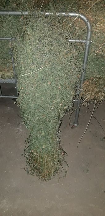 Yorinja 3500 so'm kami bo'yi 1 metr bog'i katta boylangan