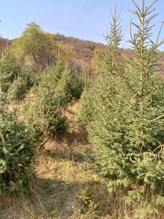 Ели таньшанские, европейские