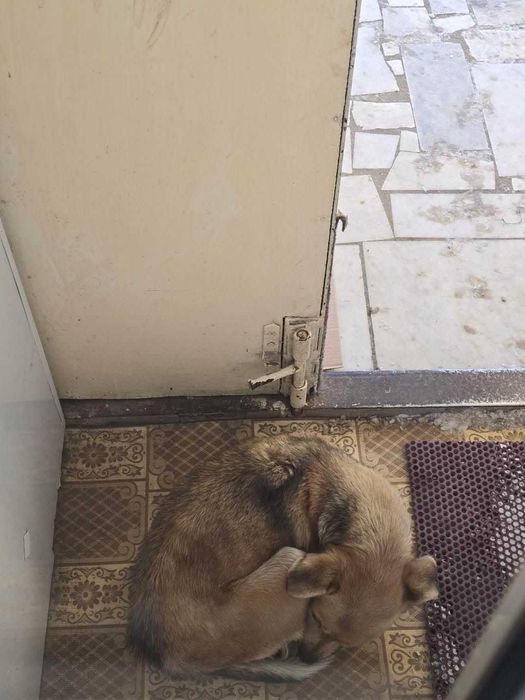 Чья собачка? Нужен дом!