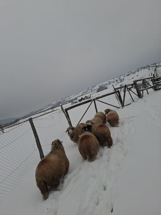 Oi de vânzare tinere