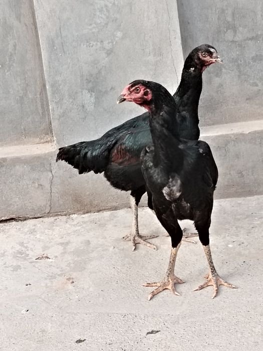 bobo tovuqla sotiladi