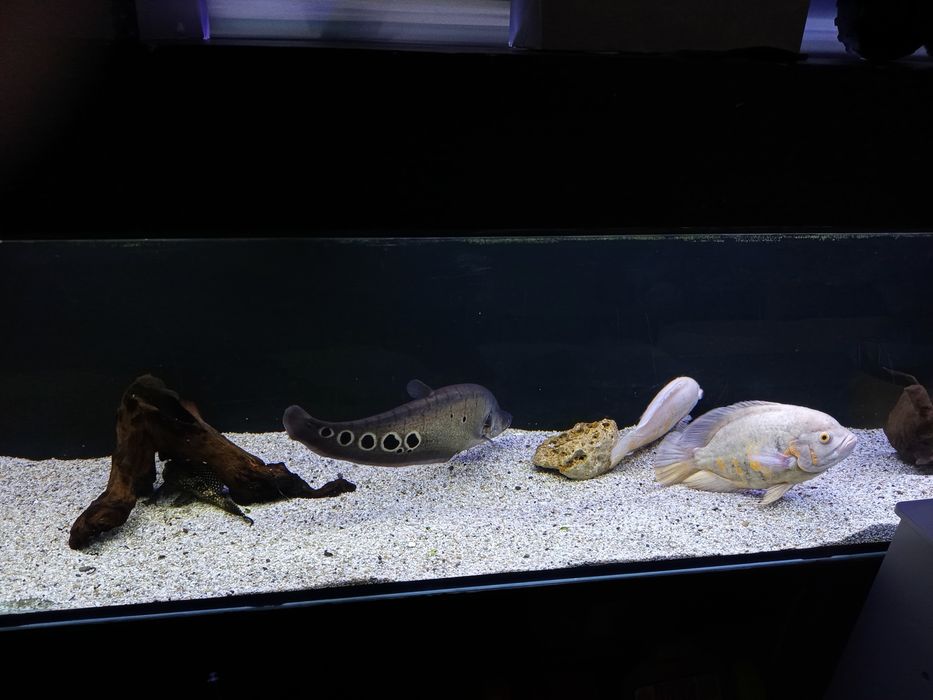 Продавам Астронатус, читала и гицебис.