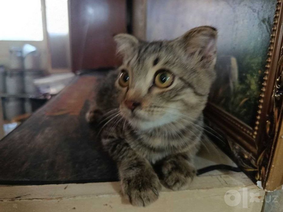 Котята в добрые руки Страйт и фолд..