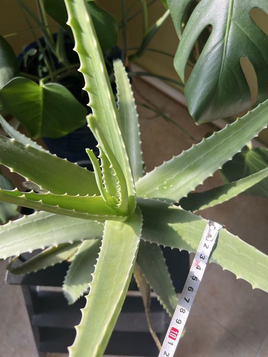 Комнатные цветы Алоэ вера