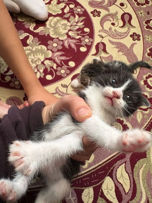 Кошки 4 шт маленкий