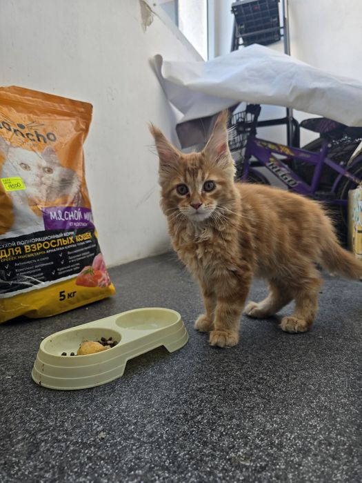 Продам чистокровный МЕЙН-КУН в придачу КОРМ НА ТРИ МЕСЯЦ