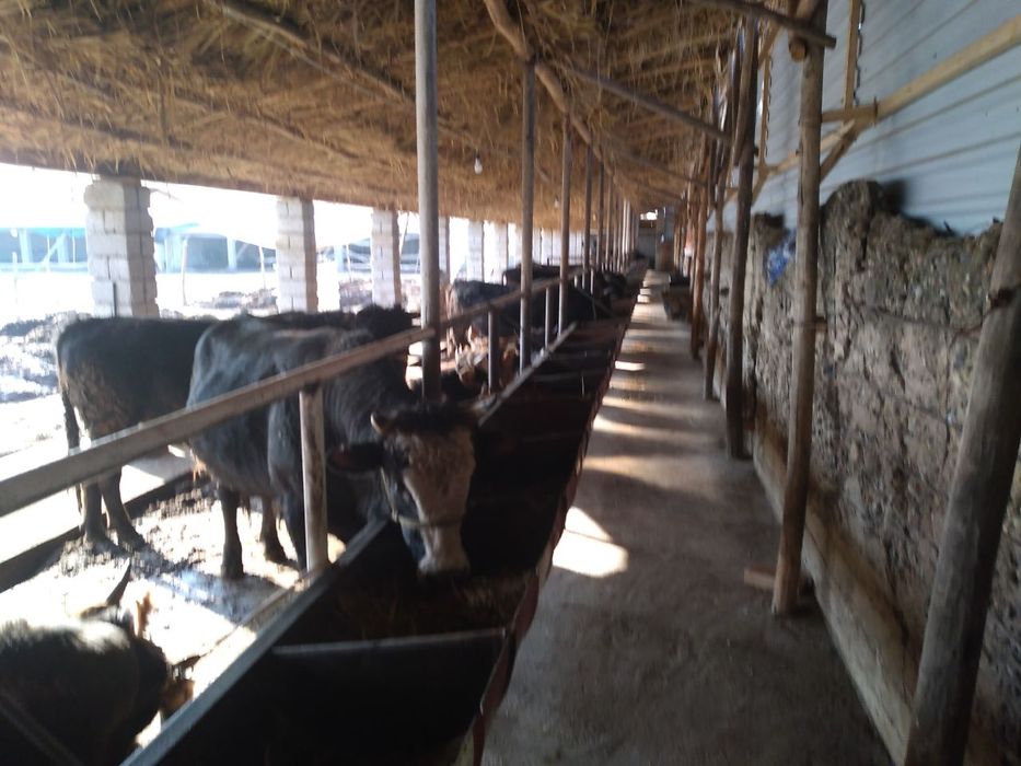 Янгийўл тумани Калган ҳудудида жойлашган 80 сотих ер сотилади