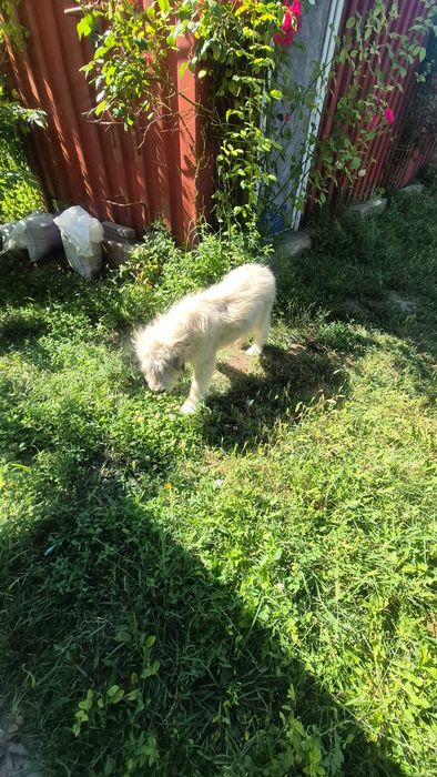 Ofer cățelușă sterilizata spre adopție!