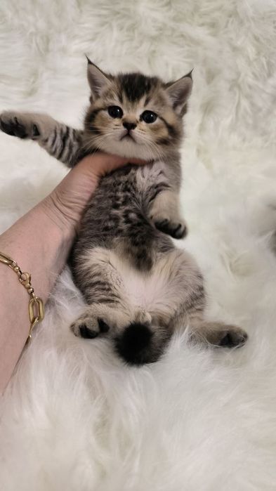 Продаю котят шиншил