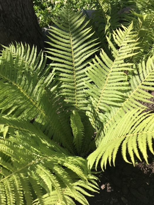 Ирисы голандские, папортники.