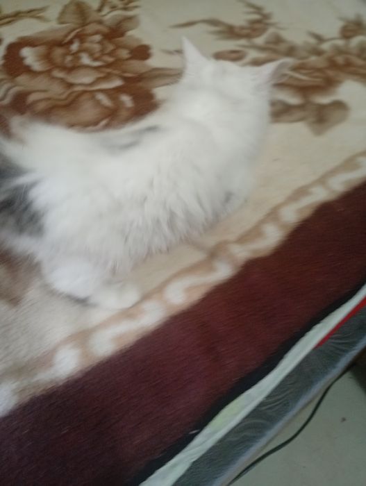 Отдам даром котёнка.