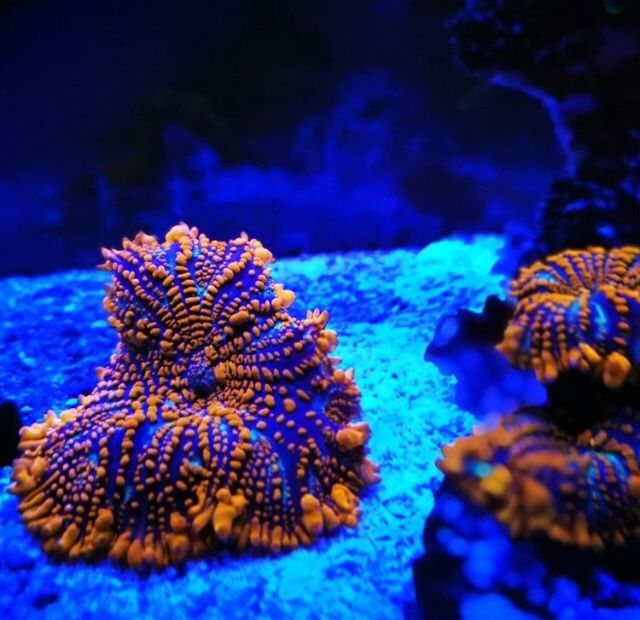Кораллы в морской аквариум