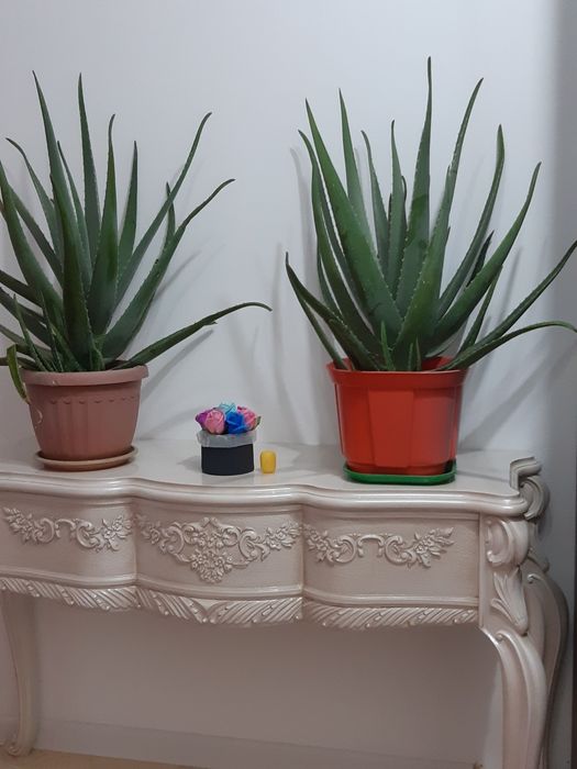 Жапырак листья алоэ 7 жылдык алое