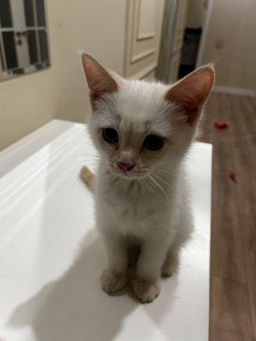 отдаем котенка Моти в добрые руки