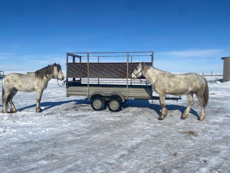 Айгыр сатылады ат