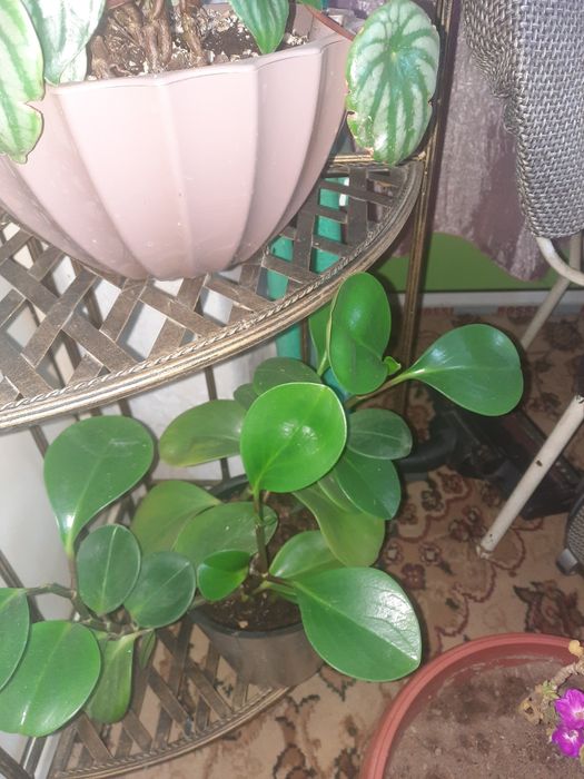 Срочно продам комнатные цветы