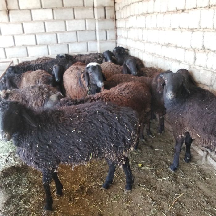 Қошқар, Қойлар бар қозысымен